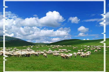 牛羊养殖基地